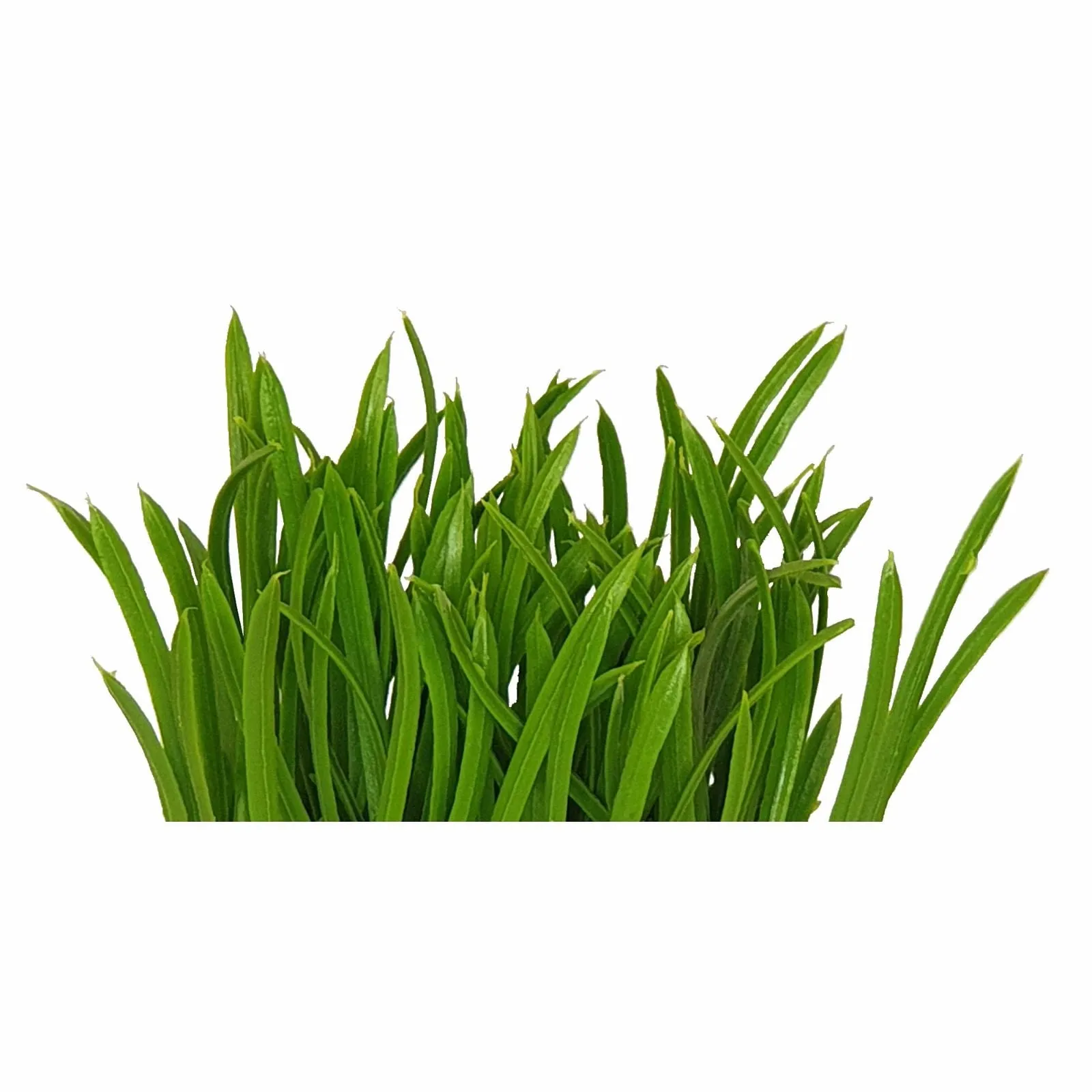 Lush Green 16cm Artificial Pot Plant by Criterion