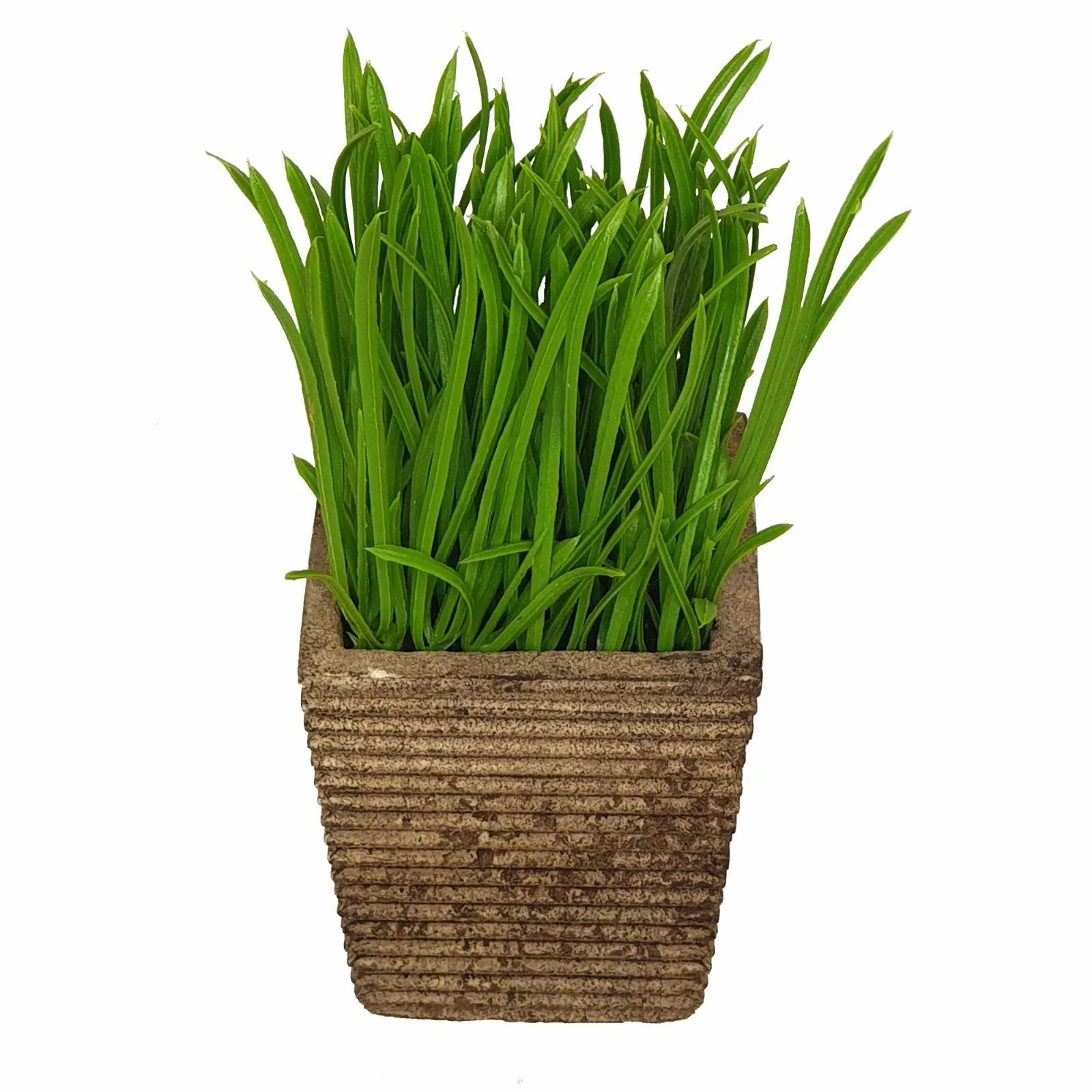 Lush Green 16cm Artificial Pot Plant by Criterion