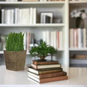 Lush Green 16cm Artificial Pot Plant by Criterion
